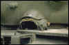 Img0067.jpg (51662 byte)